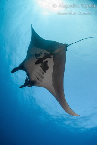 Mantaray with Sun, Isla Socorro México by Alejandro Topete 